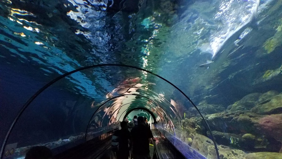 Shark Experience