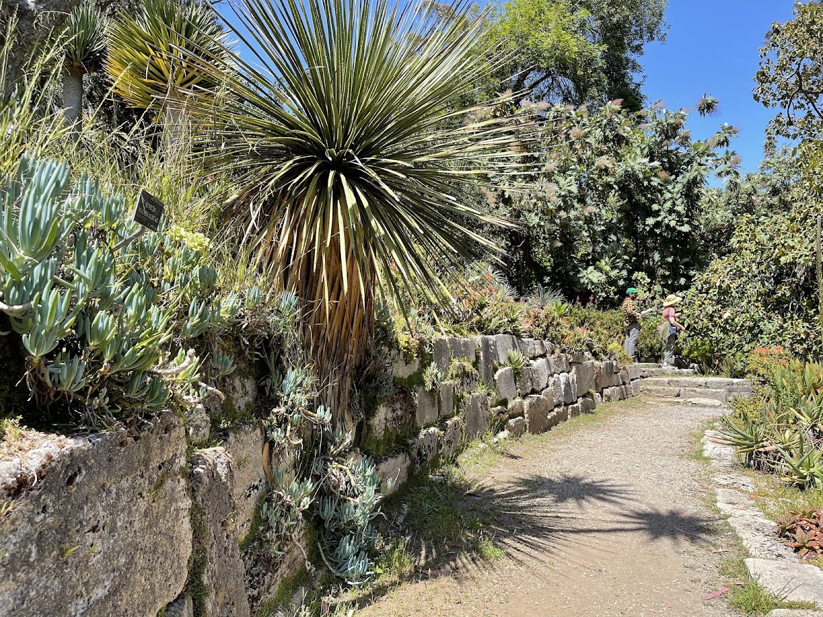 Succulent Garden