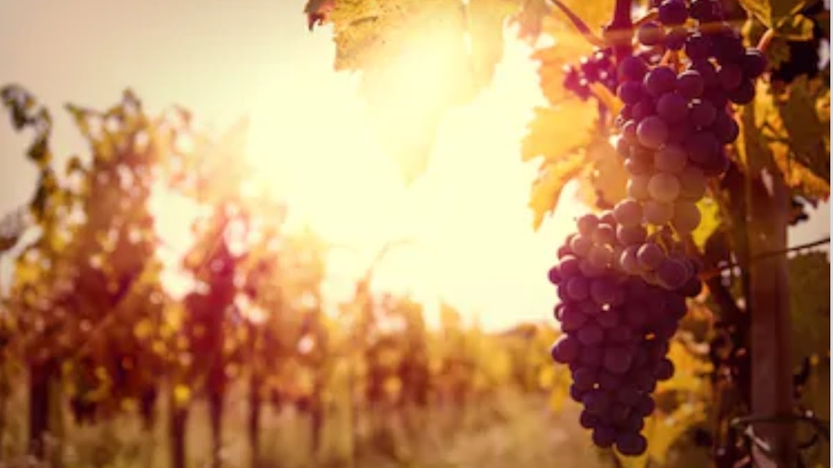 Wine Country Mobile Massage