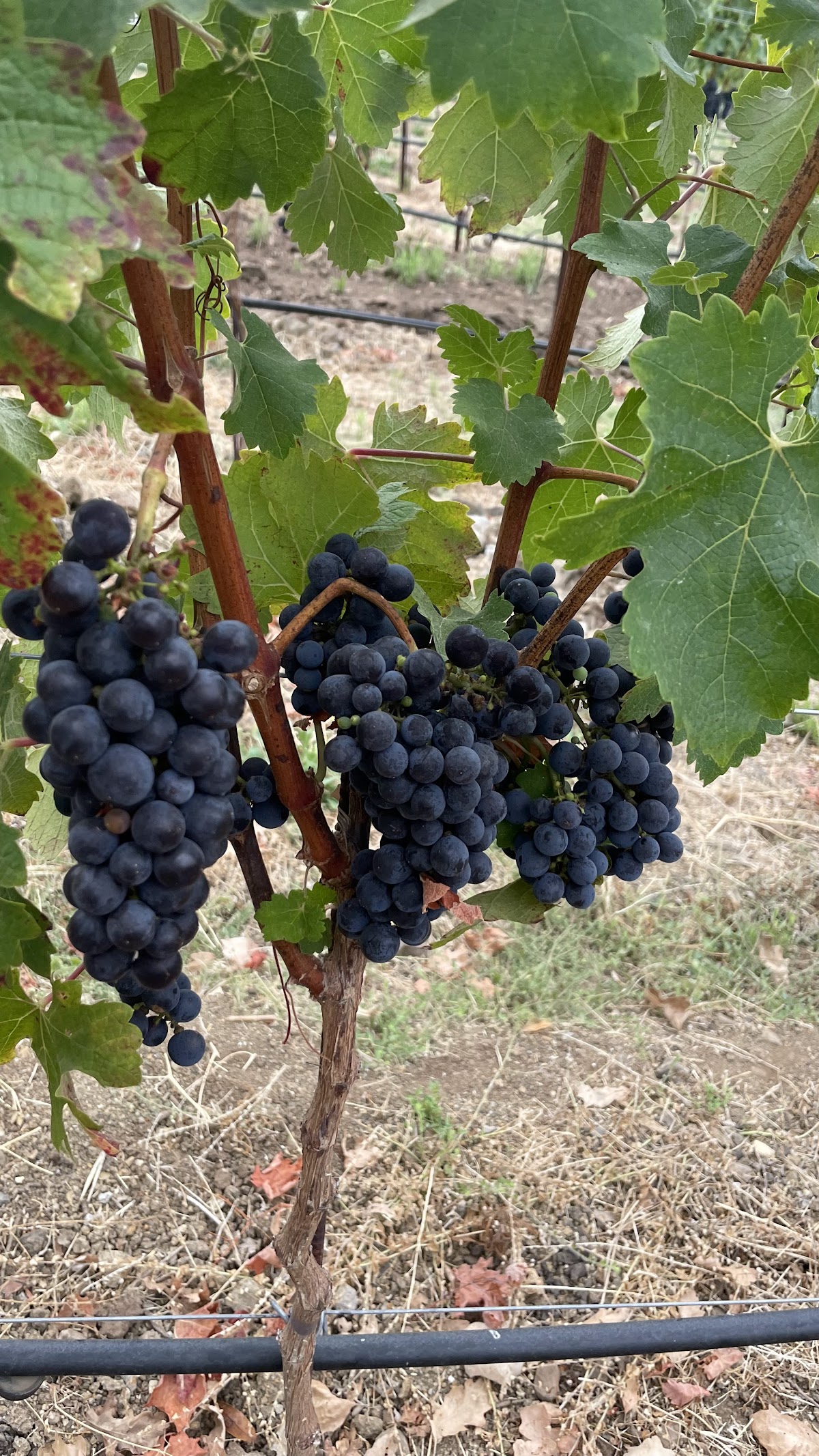 Carneros Ballroom