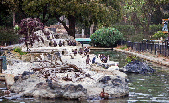 Penguin Island