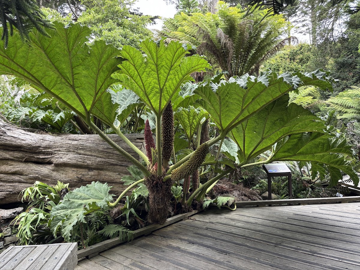 Ancient Plants Walk