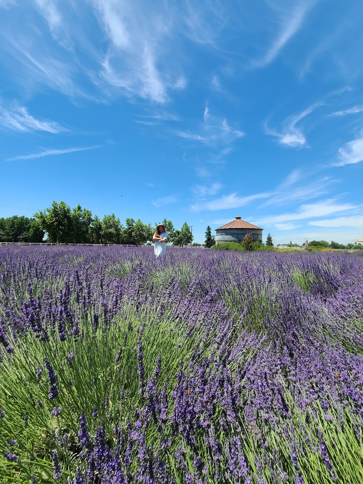 Pageo Lavender Farm