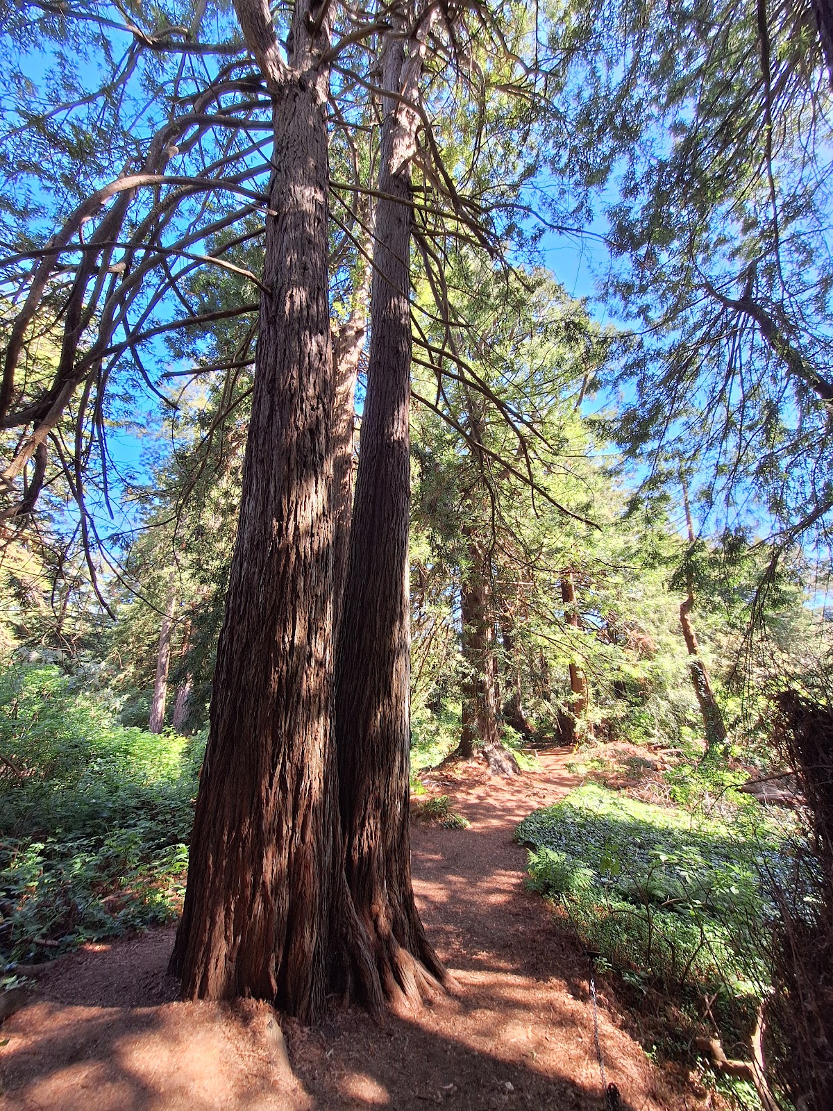 Redwood Grove Garden