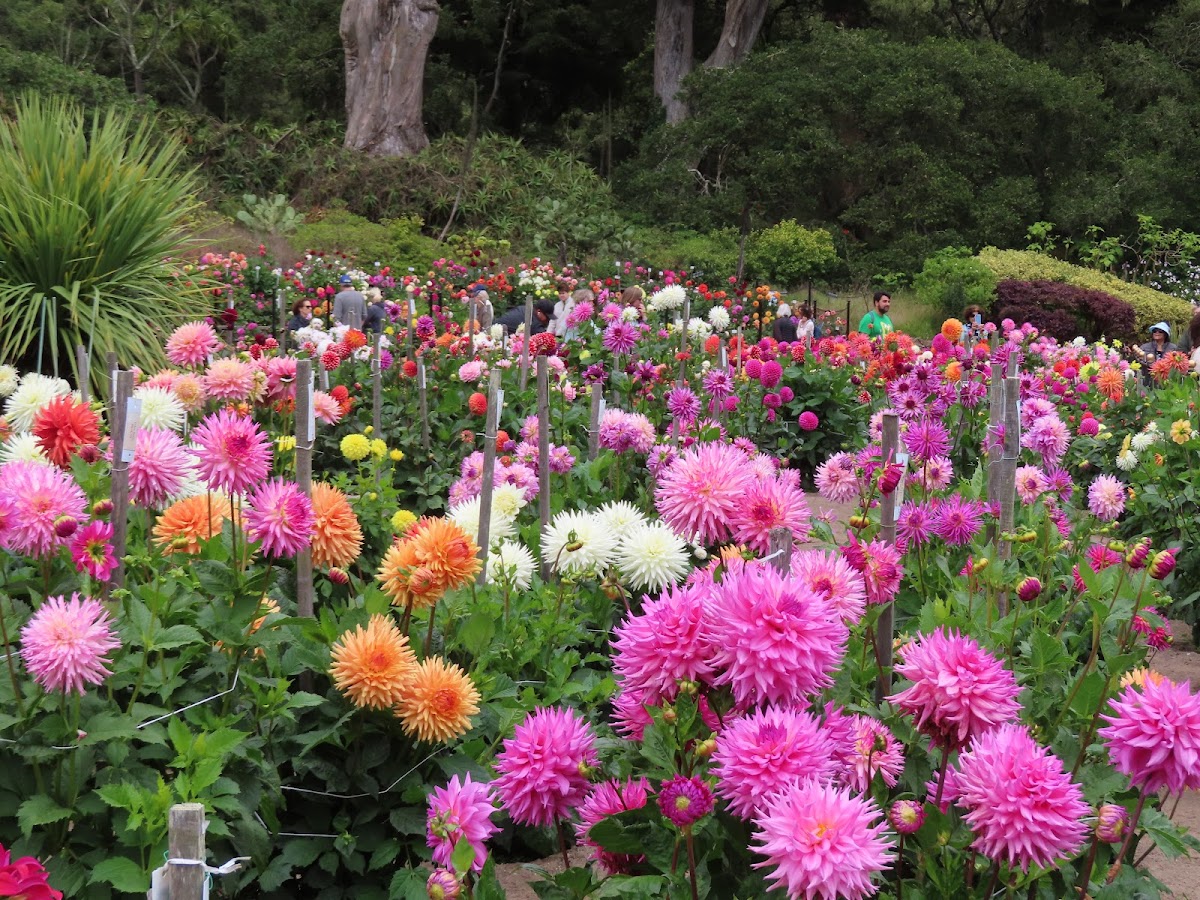 Dahlia Garden